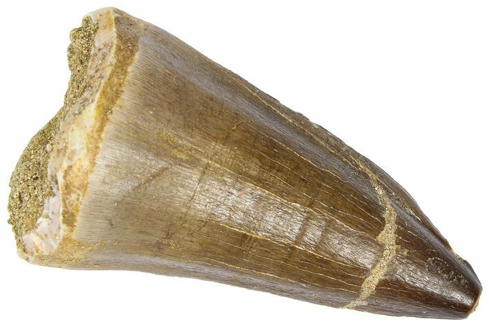 Fossil Mosasaur (Mosasaurus) Tooth - Morocco #364150